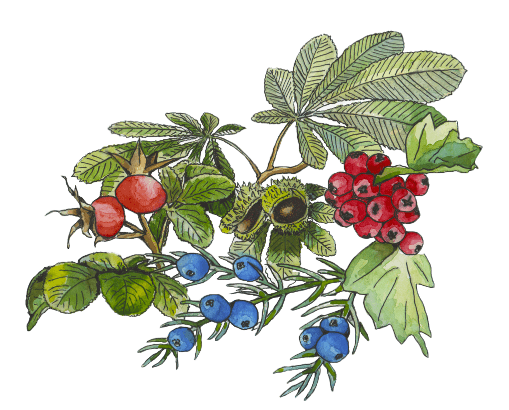 Watercolour botanical artwork