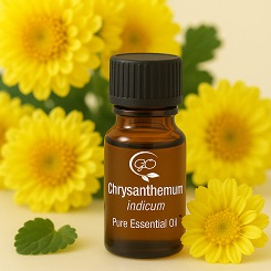 Chrysanthemum Essential Oil