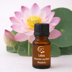 Lotus Essential Oil