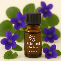Violet Leaf Absolute