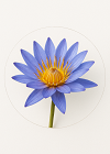 Blue Lotus