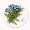 Blue Tansy