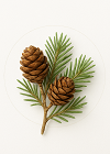 Cedarwood