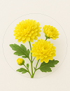 Chrysanthemum