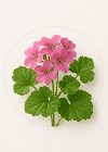 Geranium