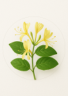 Honeysuckle
