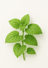 Lemon Balm