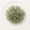 Oakmoss