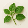 Patchouli