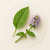Peppermint