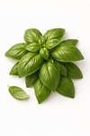 Sweet Basil