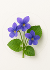 Violet Leaf