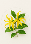 Ylang Ylang