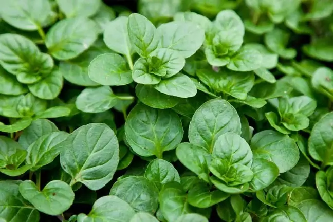 bergamot-mint sprig