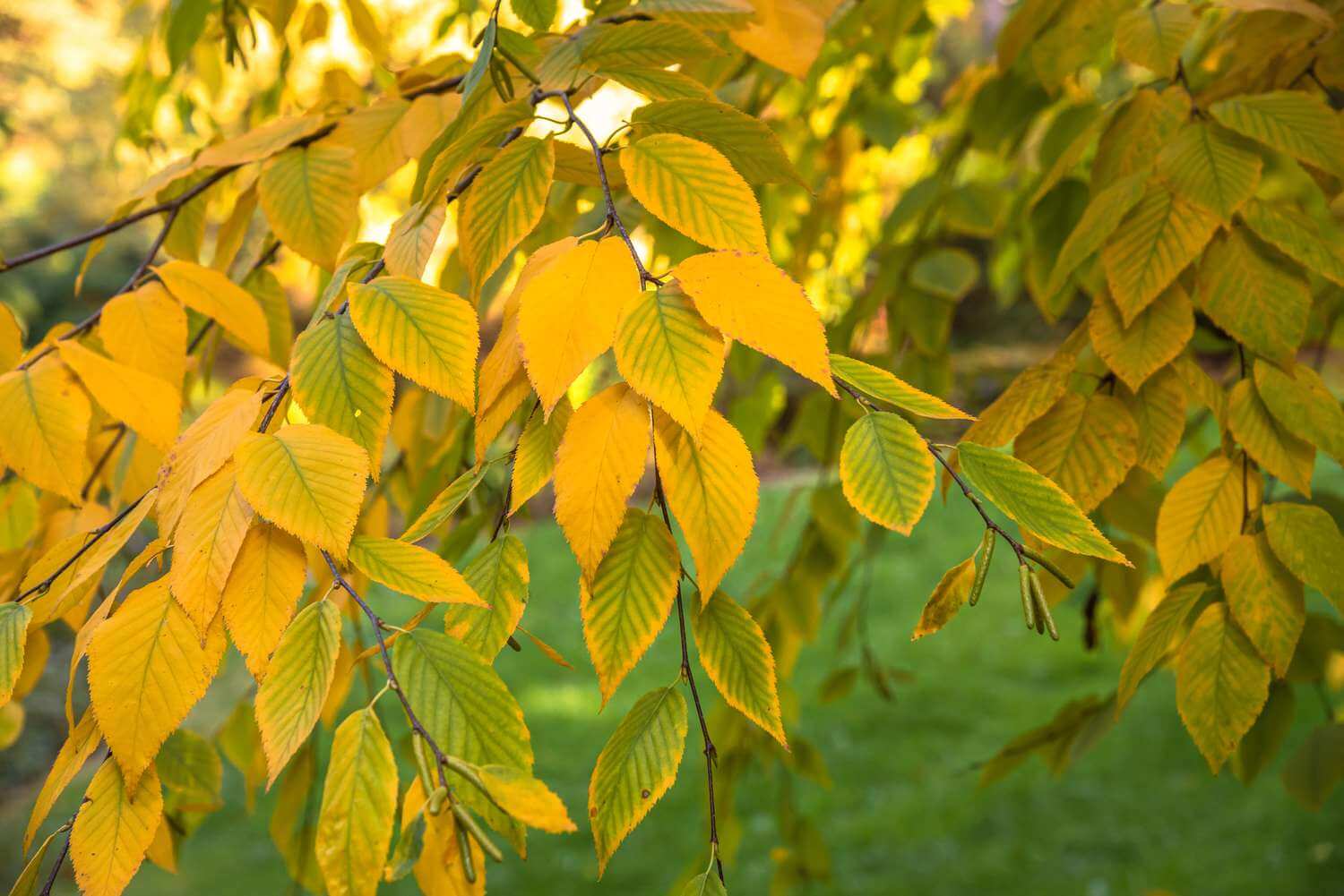 Birch sprig