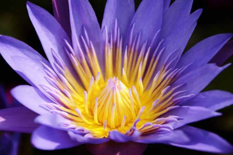 blue-lotus sprig