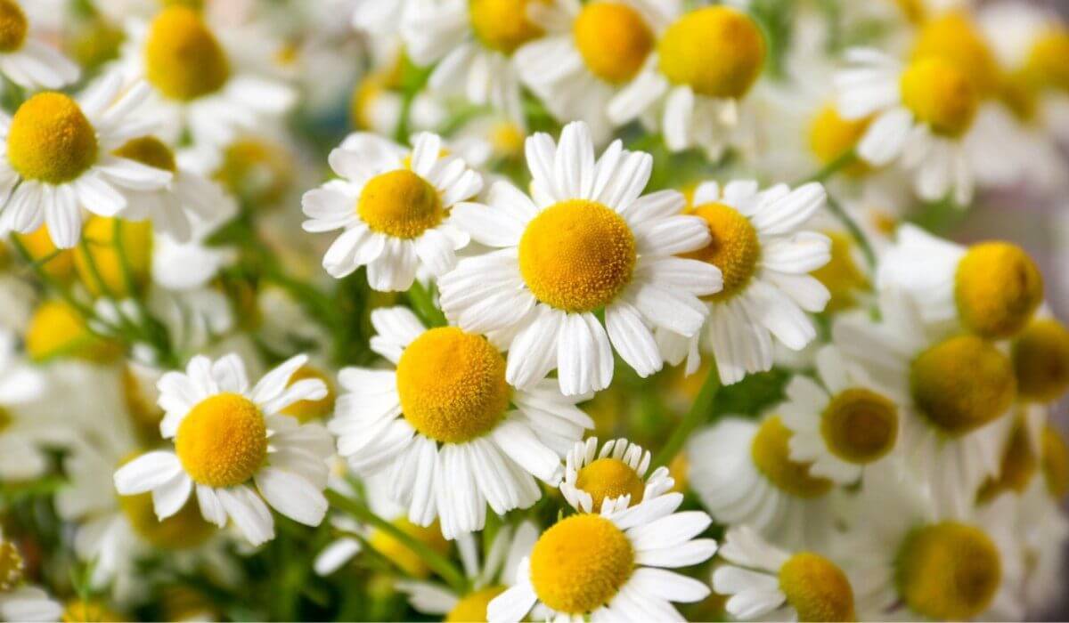 chamomile sprig