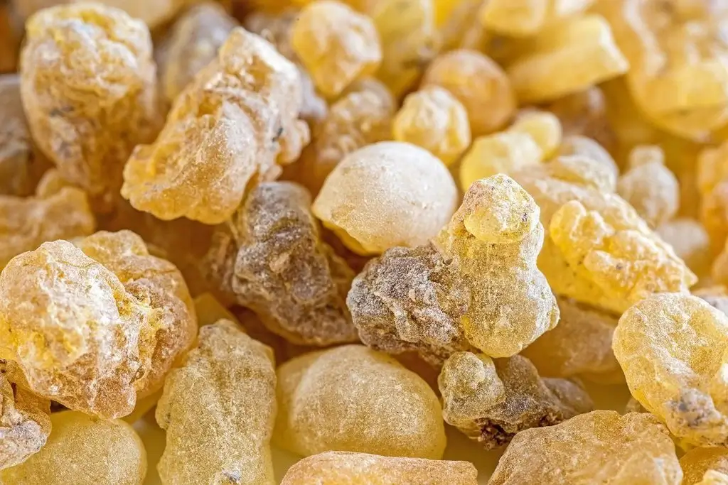 frankincense sprig