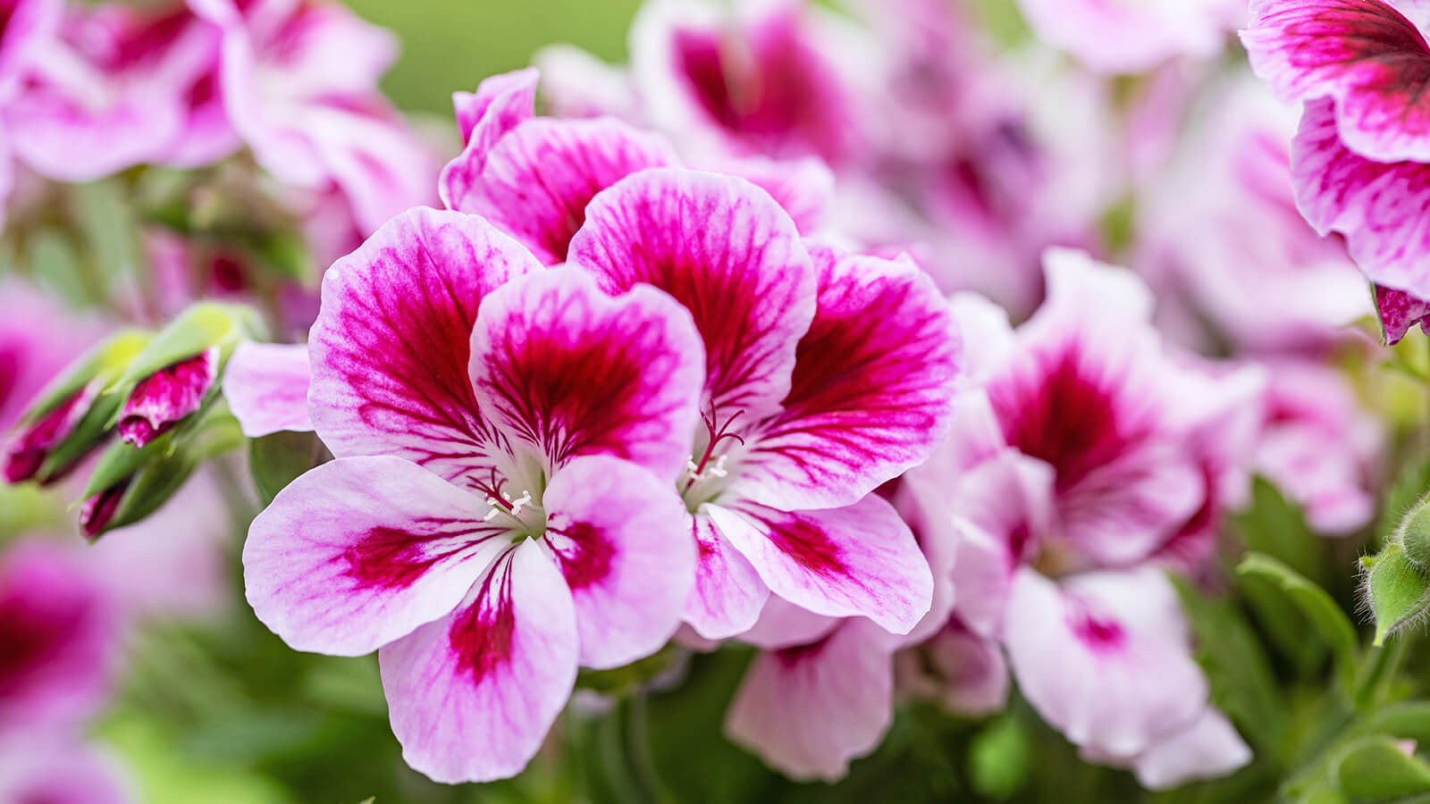 geranium sprig