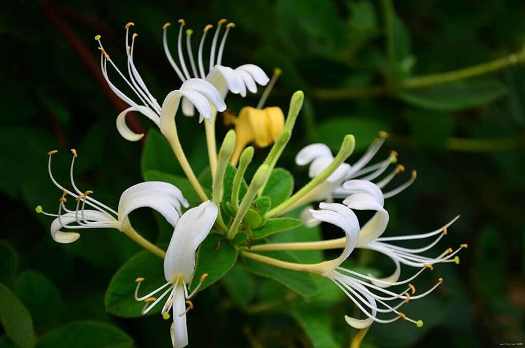 honeysuckle sprig