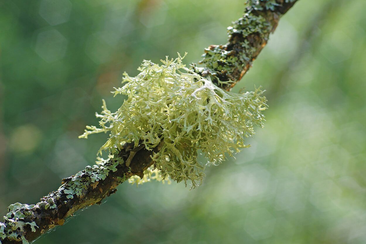 oakmoss sprig