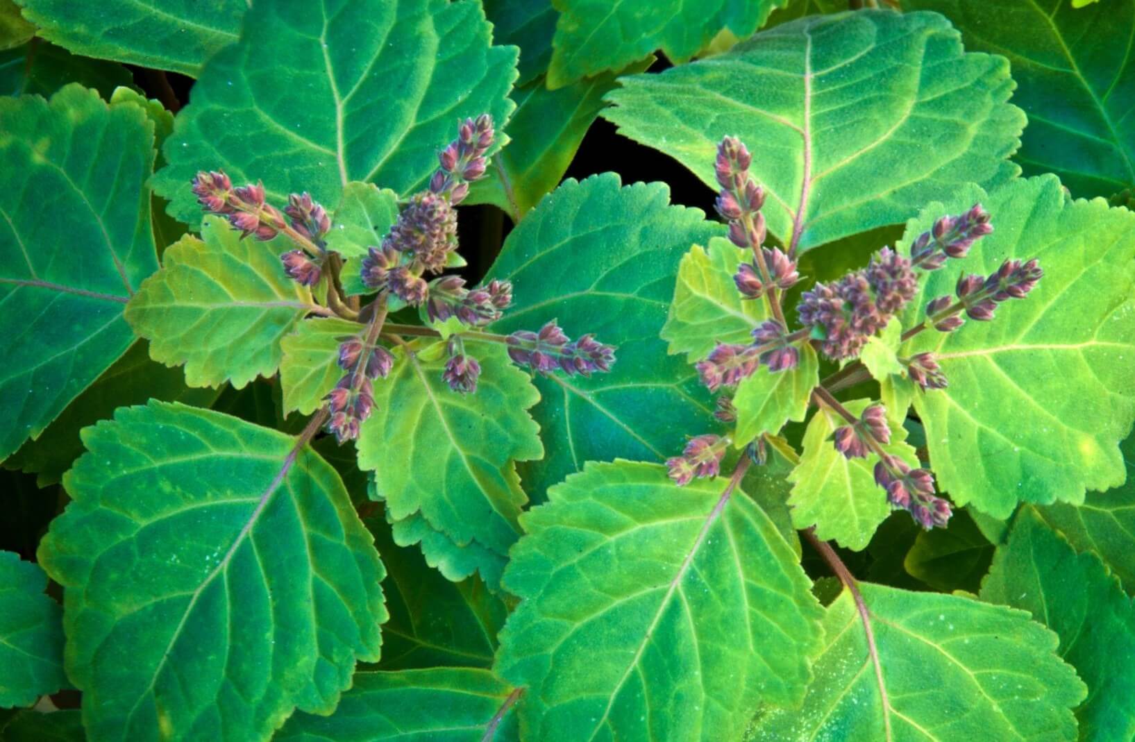 patchouli sprig