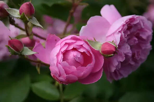 rose sprig