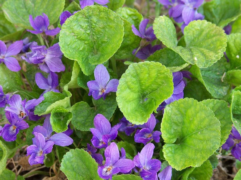 violet-leaf sprig