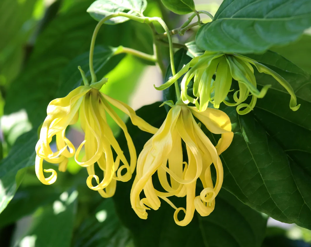 ylang-ylang sprig