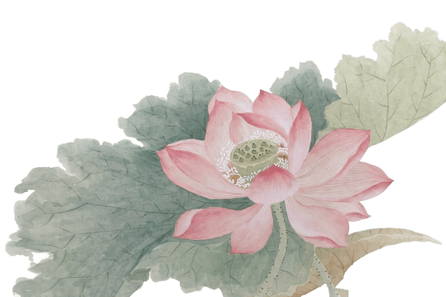 Faded lotus