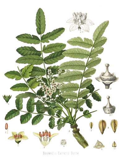 Frankincense botanical