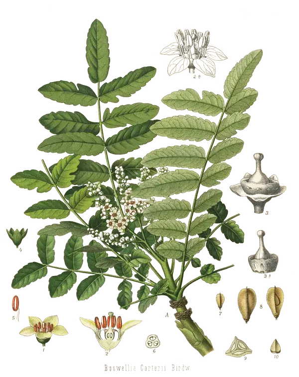 Frankincense tree, resin tears and botanical branches