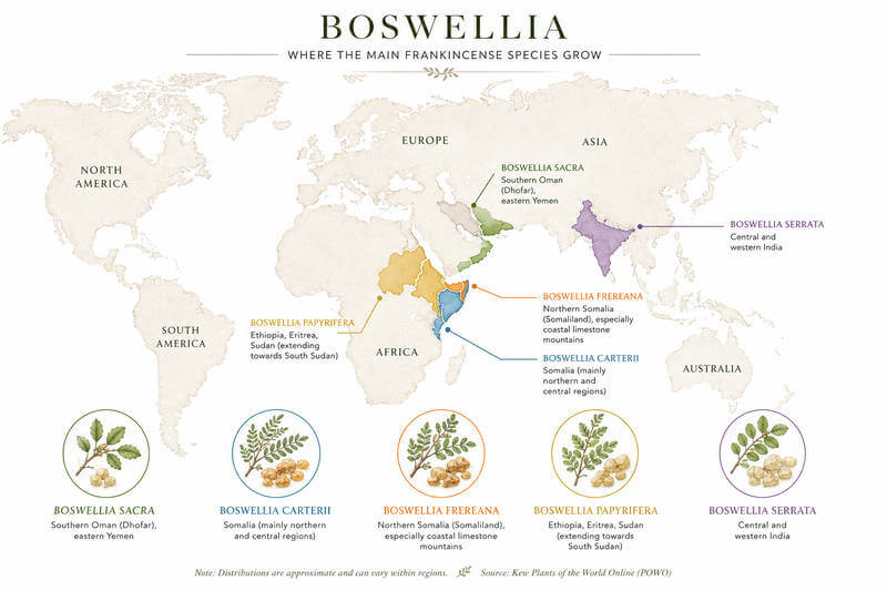World map of Boswellia tree origins