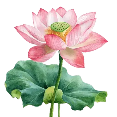 Lotus botanical