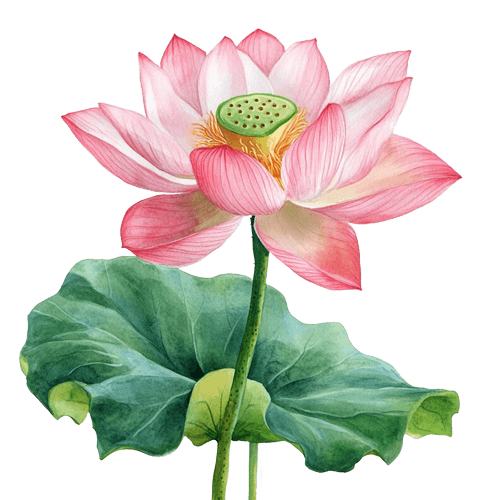 Lotus Botanical Library