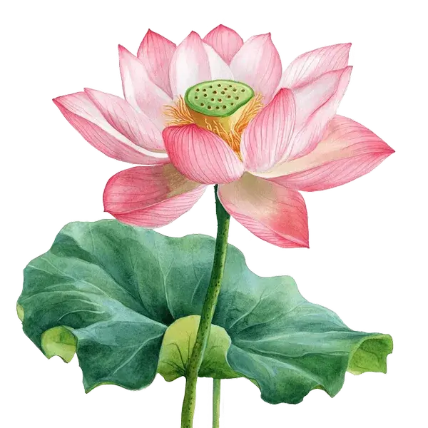Faded lotus botanical artwork