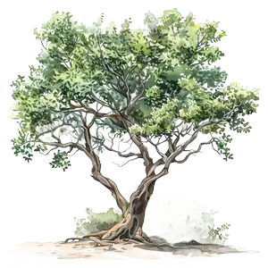 Sandalwood tree