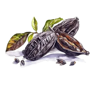 Tonka bean botanical artwork