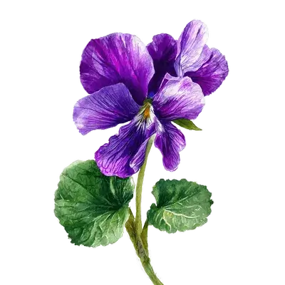 Violet botanical