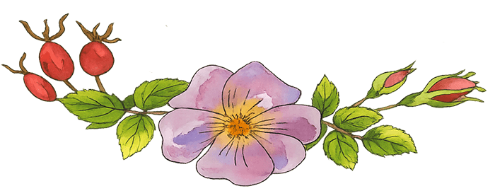 Gabriella Oils botanical illustration