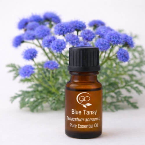 Blue Tansy Essential Oil
