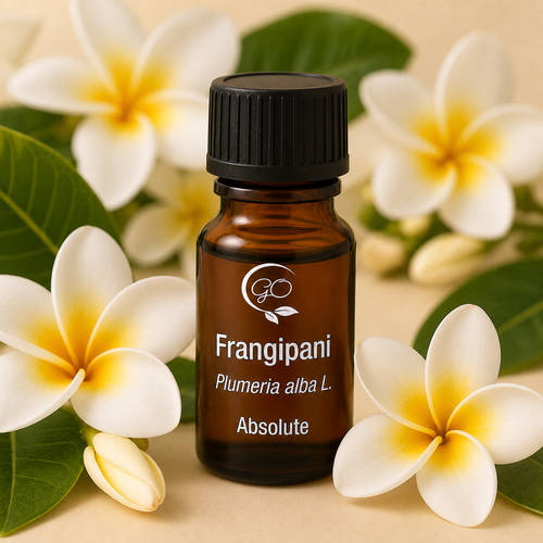 Frangipani Absolute