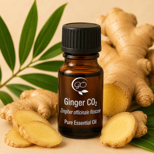 Ginger CO2 Essential Oil