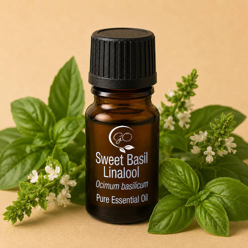 Sweet Basil Essential Oil