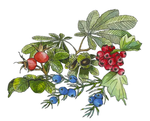 Watercolour botanical artwork